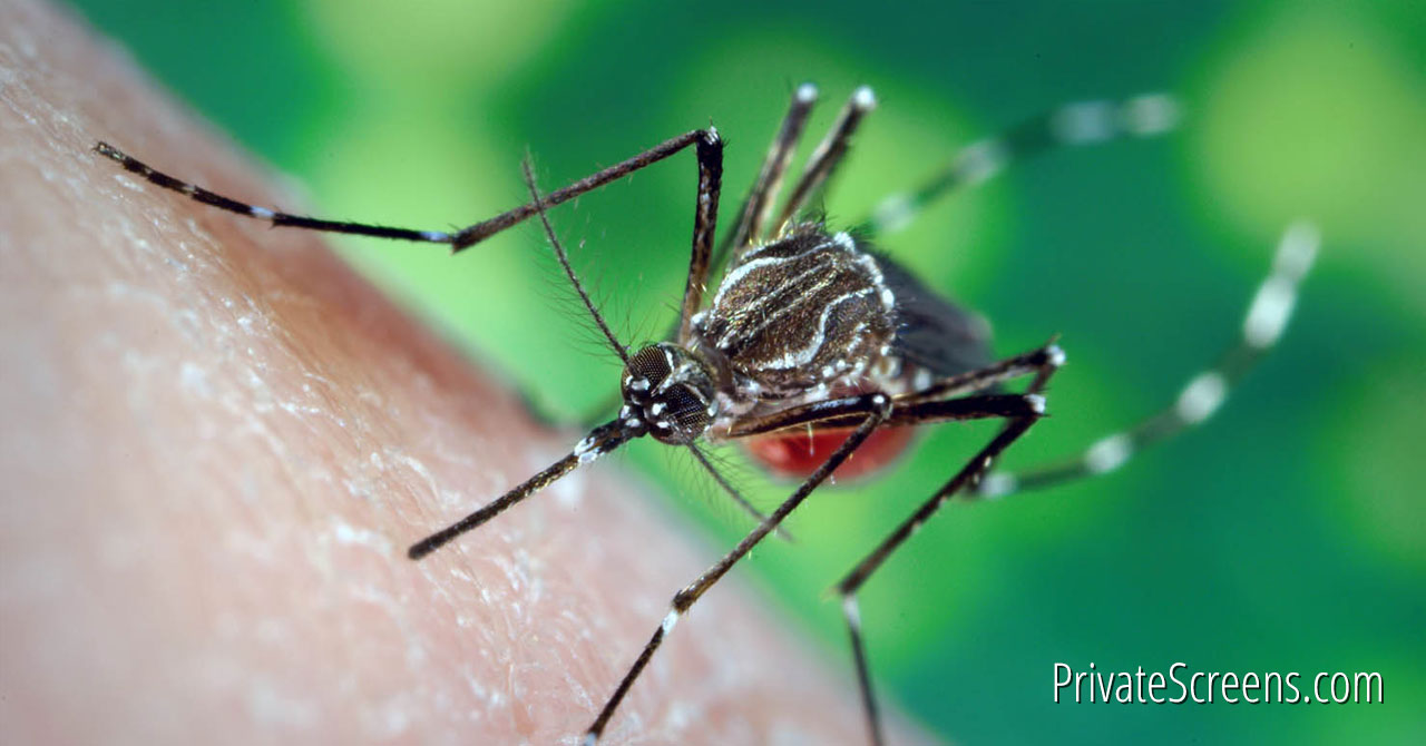 mosquitoes