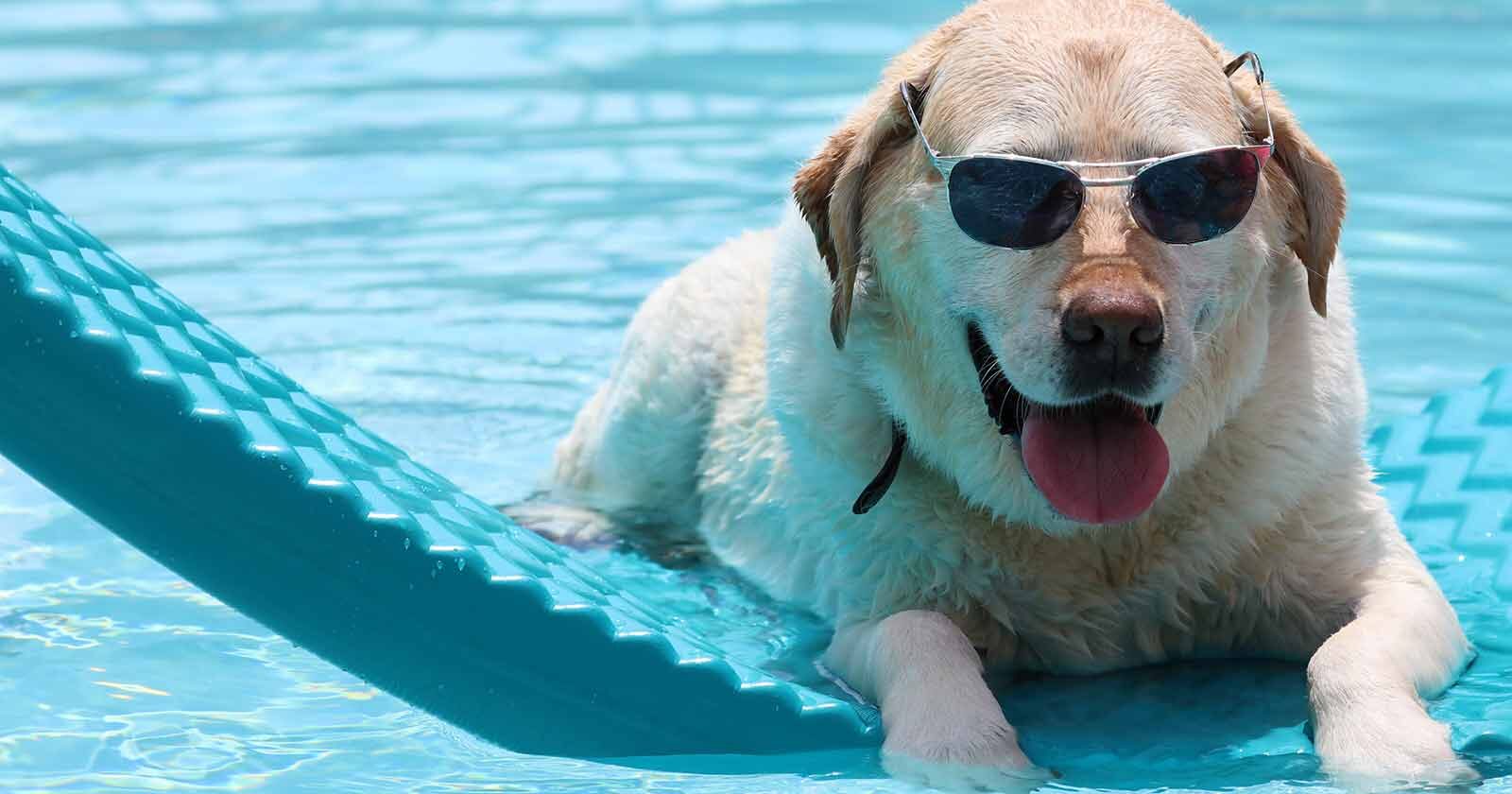 pools and pets 5 tips keep safe