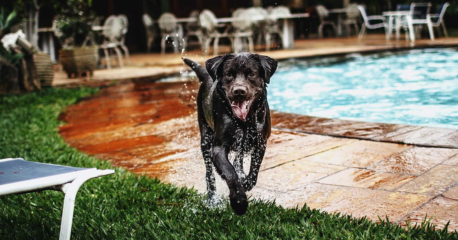 pool safety for your dog